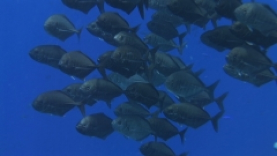 Manihi, Barred jack fishes schooling in the pass