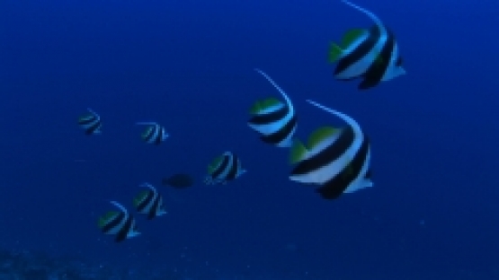 Rangiroa, group of banner fishes in the blue pass