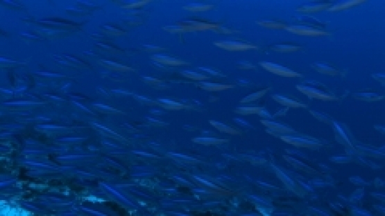 Rangiroa, schooling fusiliers, Fishes swimming along the drop off
