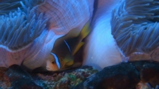 Manihi, Couple of clown fishes in their sea anemone, checking their eggs