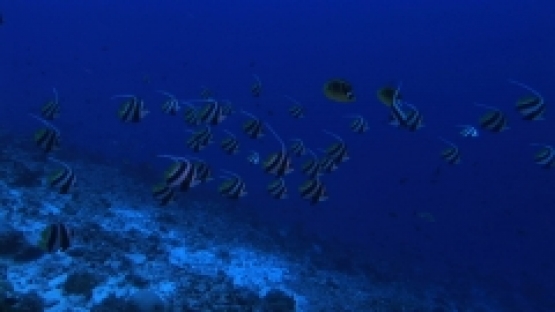 Rangiroa, Banner fishes schooling along the drop off 
