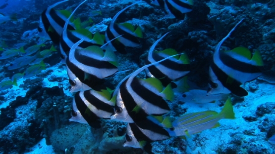 Rangiroa, Group of banner fishes along the drop off