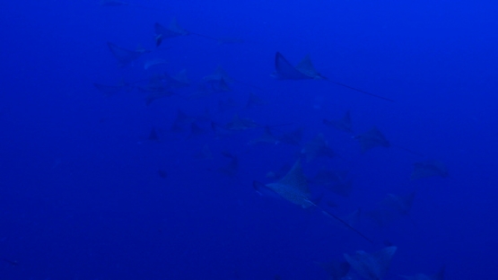 Rangiroa, Eagle rays schooing at the entry of Tiputa pass