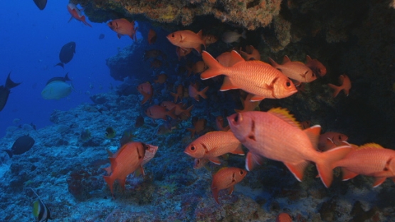 Rangiroa, soldier fishes schooling under a cave