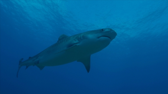 Tahiti, Tiger shark swimming over camera, coming from left