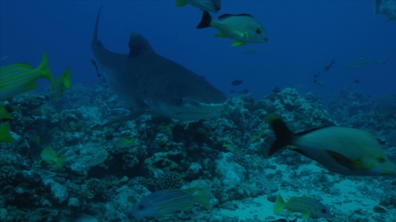 Tahiti, tiger shark swimming towards fishes schooling, and close to camera