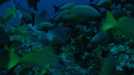 Tahiti, tiger shark swimming towards fishes schooling, and grabing food