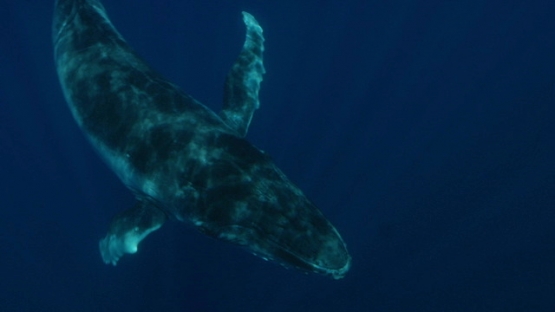 Rurutu, Humpback whale calf swimming near surface ocean