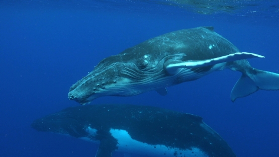 Moorea, Humpback whales, mother and calf swimming