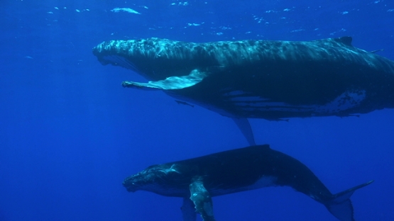 Moorea, Humpback whales swimming back to surface, mother and calf together