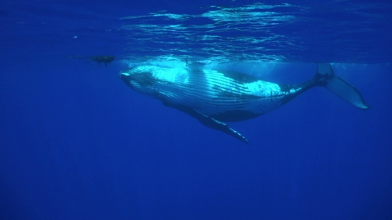 Moorea, Humpback whales, calf playing with algea