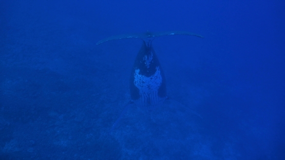 Moorea, Humpback whale, single male singing in vertical position, head down