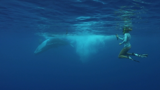 Moorea, Humpback whale, calf playing under the surface, watched by tourist