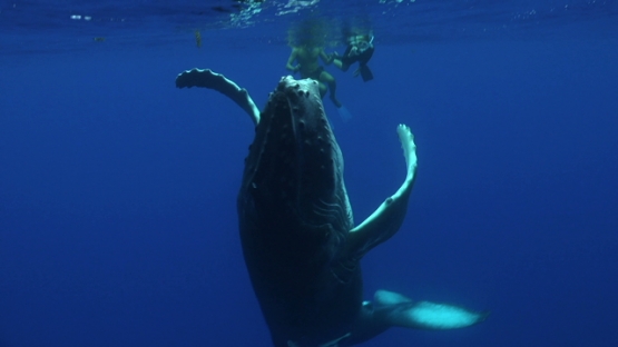 Moorea, Humpback whale calf swimming back to surface, head out of the water, tourists watching