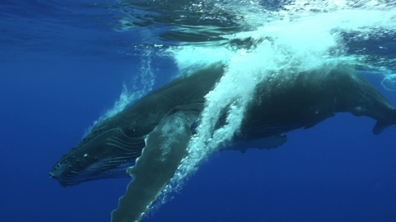 Moorea, Humpback whale calf swimming and playing near the surface, snorkelers watching