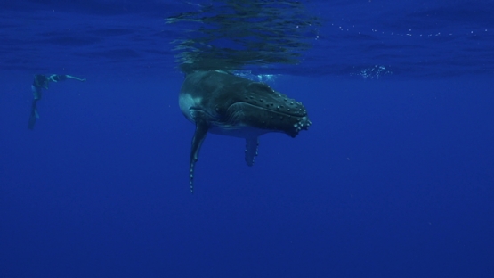 Moorea, Humpback whale calf swimming back to surface, taking a breath and diving