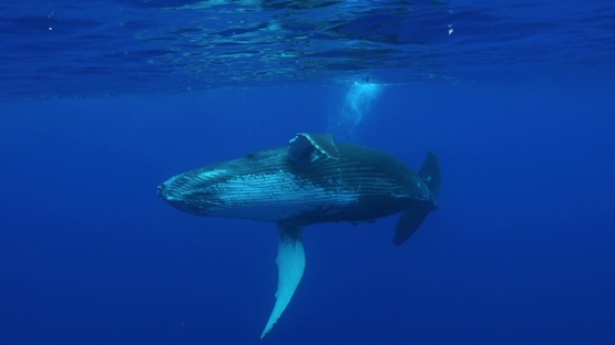 Moorea, Humpback whale, single calf surfacing and playing