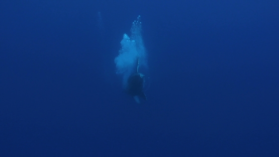 Moorea, Humpback whale,calf swimming back to surface, making bubbles