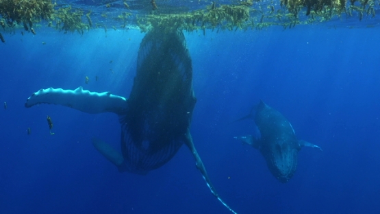Moorea, two Humpback whales, one surfacing and playing with seaweeds