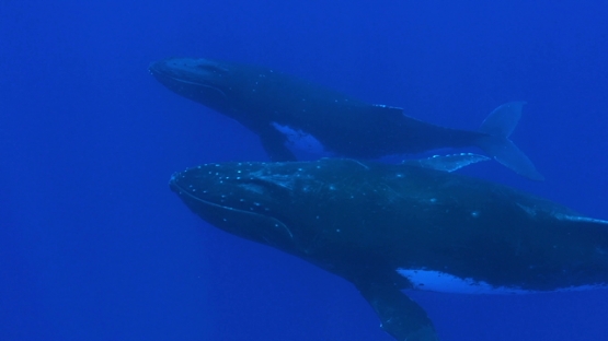 Moorea, two Humpback whales swimming in the deep ocean
