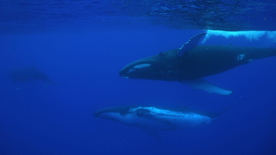 Moorea, three Humpback whales in the deep ocean