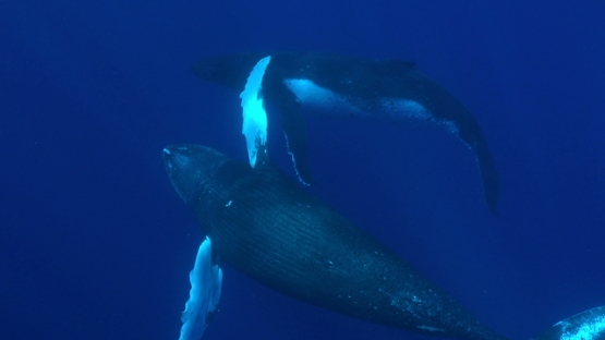 Moorea, two Humpback whales swimming in the ocean
