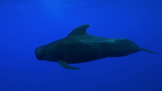 Moorea, single pilote whale close to the surface