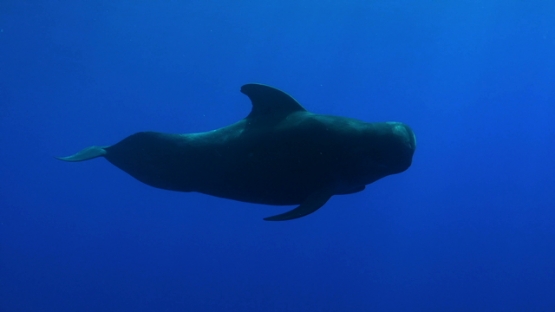 Moorea, single pilote whale leaving his group, and swimming close to the surface and camera
