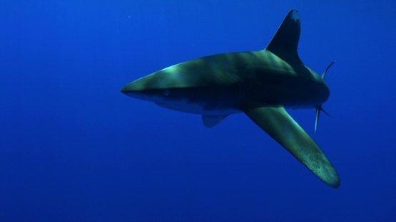 Moorea, single ocean shark swimming towards the camera