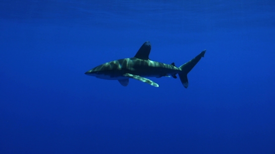 Moorea, single ocean shark swimming towards the camera, close