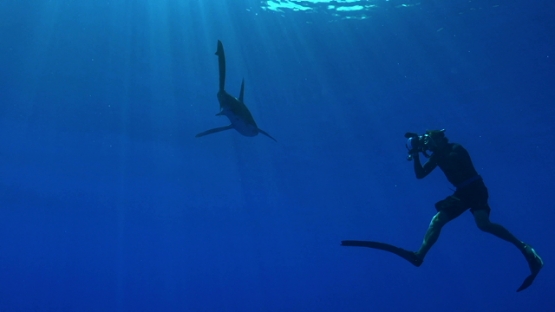 Moorea, single ocean shark swimming close to underwater photographer