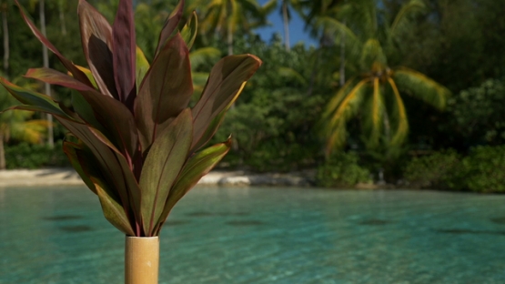 Bora Bora, Miconia leaves in a bamboo vase by the lagoon