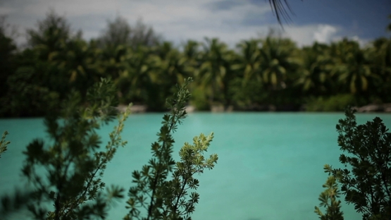 Bora Bora, lagoon and coconut trees