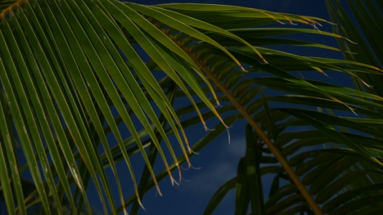 Bora Bora, palms of coconut trees in the wind