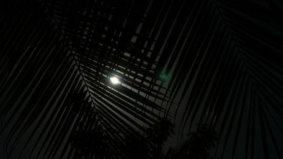 Bora Bora, sun behind the palms of coconut tree