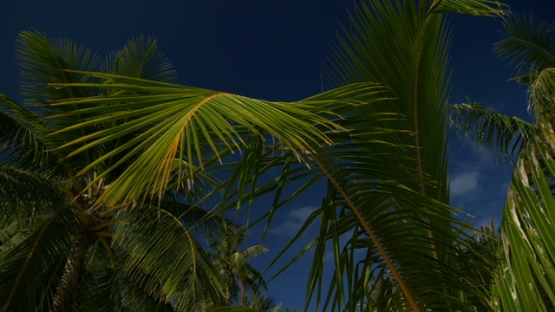 Palms of coconut trees moving under the bleu sky