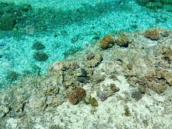 Fishes and corals in the crystal clear water of the beautiful lagoon of Bora Bora