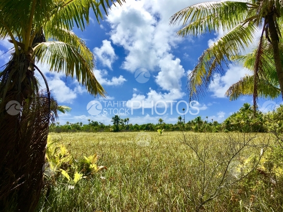 Tetiaroa, Lake Rimatu, coconut trees, and plants