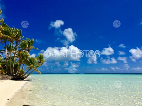 Tetiaroa, Beach and coconut trees of Motu Rimatu in the lagoon