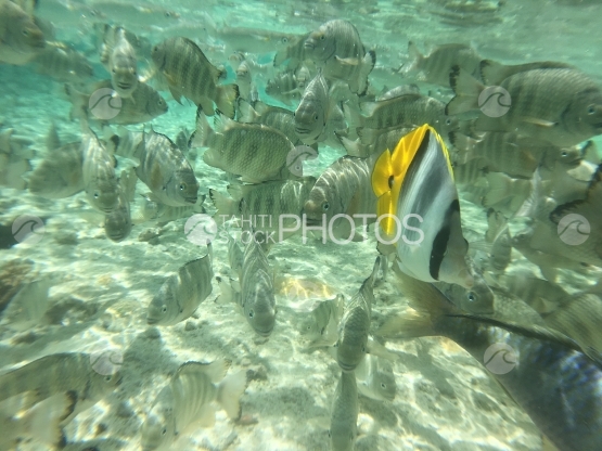 Fish swarm in the lagoon of Tetiaroa