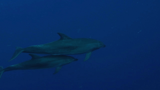 Rangiroa, Two Dolphins tursiops swimming and touching each other in the deep blue, 4K UHD