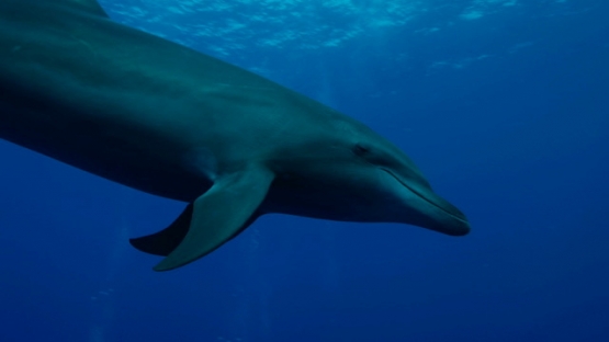 Rangiroa, Single Dolphin tursiops swimming close to and around the camera, 4K UHD