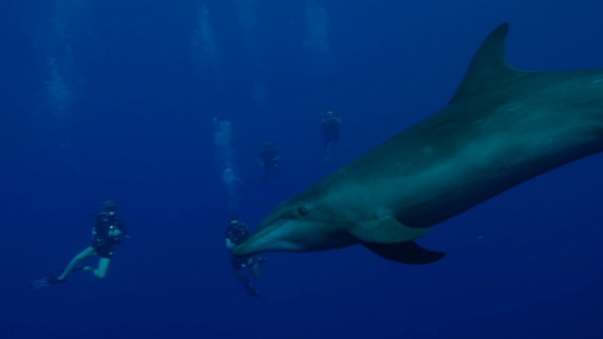 Rangiroa, Dolphin tursiops swimming and playing among scuba diversin the deep blue, 4K UHD
