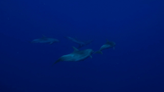 Rangiroa, Group of five Dolphins tursiops swimming in the deep blue, 4K UHD