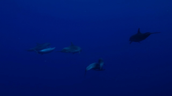 Rangiroa, Group of five Dolphins tursiops swimming in the deep blue, 4K UHD