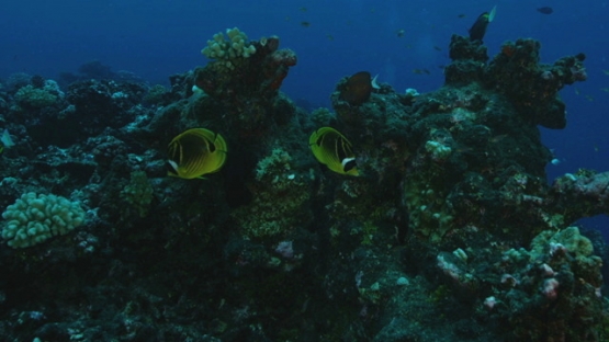 Rangiroa, acropora coral bleaching on the reef, 4K UHD