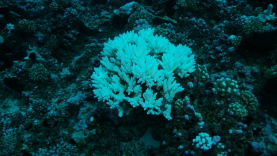 Rangiroa, nice branch of coral bleaching on the reef, warm season, 4K UHD