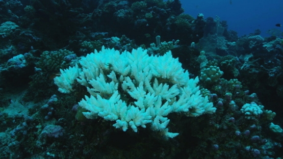 Rangiroa, coral bleaching on the reef, warm season, 4K UHD