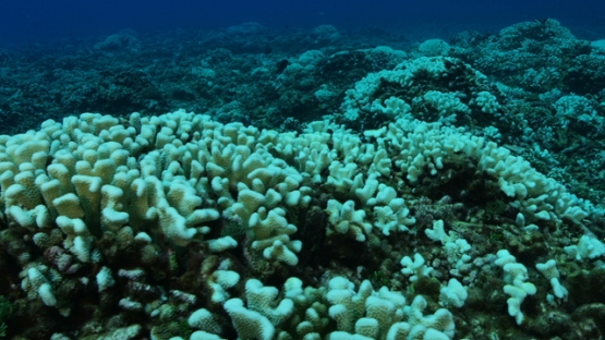 Rangiroa, acropora, coral bleaching on the reef, 4K UHD