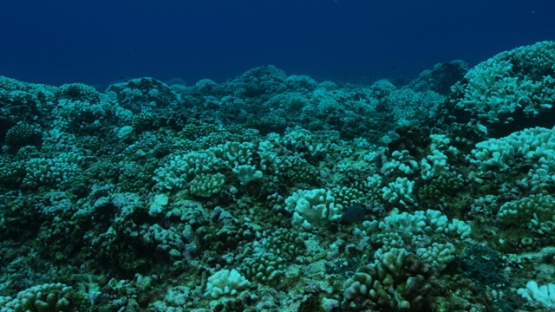 Rangiroa, warm season and coral bleaching on the reef, 4K UHD